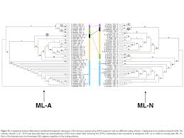 Image result for Brachystegia michelmorei