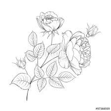Vector Bouquet Of Roses Rose Bouquet Botanical Art Vector Art