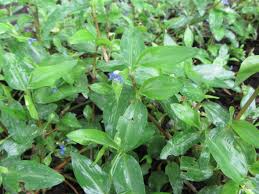 Image result for Commelina nigritana