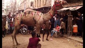 7,440 likes · 866 talking about this. Camel Qurbani Video Eid 3rd Day Eid Ul Adha 2020 Camel Video Eid Ul Azha 2020 Bakra Eid 2020 Youtube