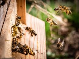 Ecological Transition In Agriculture Is The Only Way To Save Bees Slow Food International