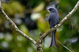 Bahkan ada yang mengatakan bahwa suara kacer poci lebih merdu dan jernih di bandikan dengan suara burung kacer lainnya, seperti kacer hitam selain membagikan beberapa suara burung kacer untuk masteran dan kacer poci yang cukup populer di kalangan penghobi burung, disini kami juga. Beberapa Jenis Spesies Burung Kicau Murah Suara Merdu Burung Kicau Mania