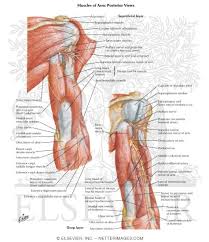 Located superior to the shoulder joint, the deltoid muscle works with the supraspinatus to abduct the arm at the shoulder. Atlas Of Human Anatomy 3e