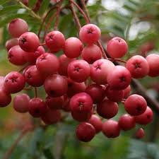 Heart's board black locust and osage orange, followed by 161 people on pinterest. Sorbus Vilmorinii Vilmorins Rowan Tree Mail Order Trees