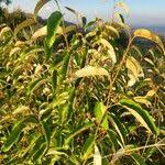 Image result for Croton dichogamus