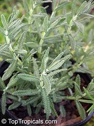 Image result for Lavandula dentata