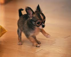 The health issues that affect this breed include slipped stifles, open font or soft spot, eye problems, and heart disease. Chihuahua Breed Profile Australian Dog Lover