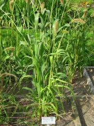 Image result for Setaria italica