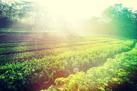 Beets, lettuce, strawberries, summer savory, tomatoes. Tomatillos Growing Warm Weather Crops Nick S Garden Center Denver Co