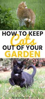 Pin On Garden