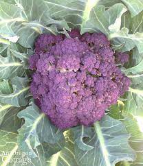 Ultimate Cauliflower Guide Grow Harvest Cook Preserve An Oregon Cottage Home Vegetable Garden Cauliflower Growing Cauliflower