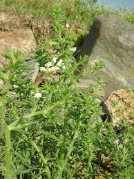 Image result for Salsola kali