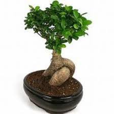 Ginseng Ficus The Perfect Bonsai Tree For The Beginner Ficus Bonsai Ficus Microcarpa Bonsais