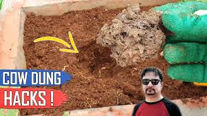 If this isn't done, the resulting fertilizer can be polluted with. 5 Cow Dung Tricks And Gardening Ideas The Best Fertilizer Youtube