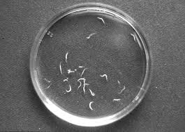 Maybe you would like to learn more about one of these? Developpement Et Sante Diagnostic Des Nematodes