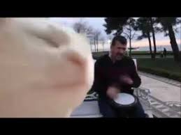 The safety dancemen without hats • the safety dance. Cat Dancing With Bongo Guy Sings Song Meme Template Youtube