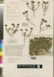 Image result for Kotschya africana