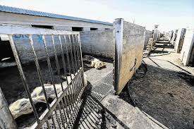 How much of thandi modise's work have you seen? Animal Cruelty Case Against National Assembly Speaker Thandi Modise Is Dismissed