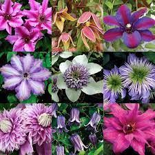 Light prune (group 2) date raised: Clematis Conundrum Pre Order 2020 Phoenix Perennials And Specialty Plants