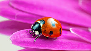 Which beetle is also known as the tumblebug and can eat . Can You Name All These Summer Insects Zoo
