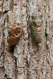 The more people tried to research over it the more ambiguity they found. Outdoors Cicadas Are All The Buzz Chanhassen Opinion Swnewsmedia Com