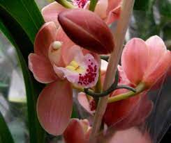 Caring For Cymbidium Orchids As House Plants