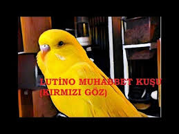 Lutino Muhabbet Kuslari 3 Youtube