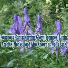 (song begins with helicopter sounds and radio conversation). Poisonous Plants Morning Glory Ipomoea Lupin Aconite Monks Hood Also Known As Wolfs Bane Hubpages