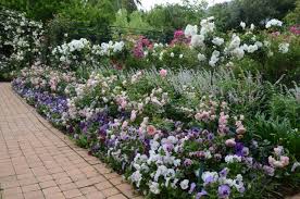 Companion Planting Roses Herbs Companion Herbs Planting Roses Companion Herb Companion Herb Herbs Herbscompani In 2020 Rosen Pflanzen Mischkultur Rosengarten