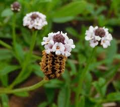 Image result for Phyla nodiflora