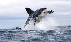 A great white has been filmed hunting and killing a humpback whale for the first time (image: Rare Shark Attack In Maine May Be Linked To Marine Protection Efforts Sharks The Guardian