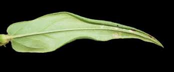 Image result for Conostomium natalense