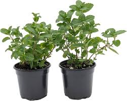 Image result for Mentha spicata