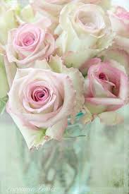 Light Pink Roses Pink Flowers Beautiful Roses Pink Roses