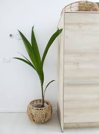 Kokospalm Planten Voor Het Huis Huis