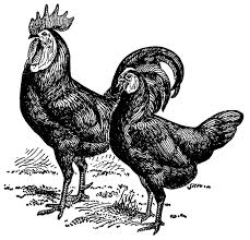 Black And White Hen Clipart White Faced Black Spanish Rooster And Hen Chicken Clip Art Rooster Illustration Clip Art Vintage