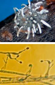 Image result for Cyperus breviradius