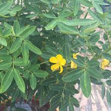Image result for Senna didymobotrya