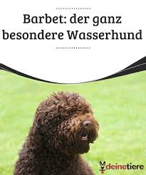 barbet der ganz besondere wasserhund deine tiere hunde hunde rassen barbet hund