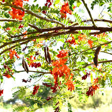 Image result for Sesbania punicea