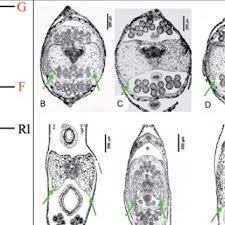 Image result for Pycreus nigricans