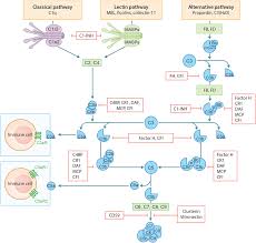 Image result for Complement Pathway