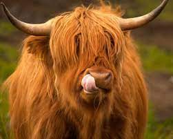 All You Need To Know About Highland Cattle Walking Hiking Blog