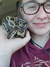 What type of sea snake is this?