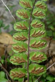 Image result for Asplenium smedsii