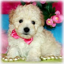 Our first concern is the welfare of our babies. Designer Dog Breeds For Sale At Princess Puppies