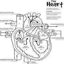Free printable human body coloring pages. Body Heart Coloring Pages Coloring Home