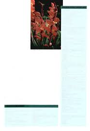 Image result for Diclis reptans