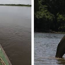 Tough elder shrooms roam the area, along with their two younger cousins, the shroom and baby shroom. Pdf Developing Sustainability In The Brazilian Amazon Twenty Years Of History In The Mamiraua And Amana Reserves