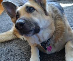 You'll get a good deal on a range of coffee machines from big brands like nespresso, breville, sunbeam and delonghi. Petco Grooming De Shedding Treatment Makes A Happy Dog And Owner Reader Giveaway Thrifty Jinxy